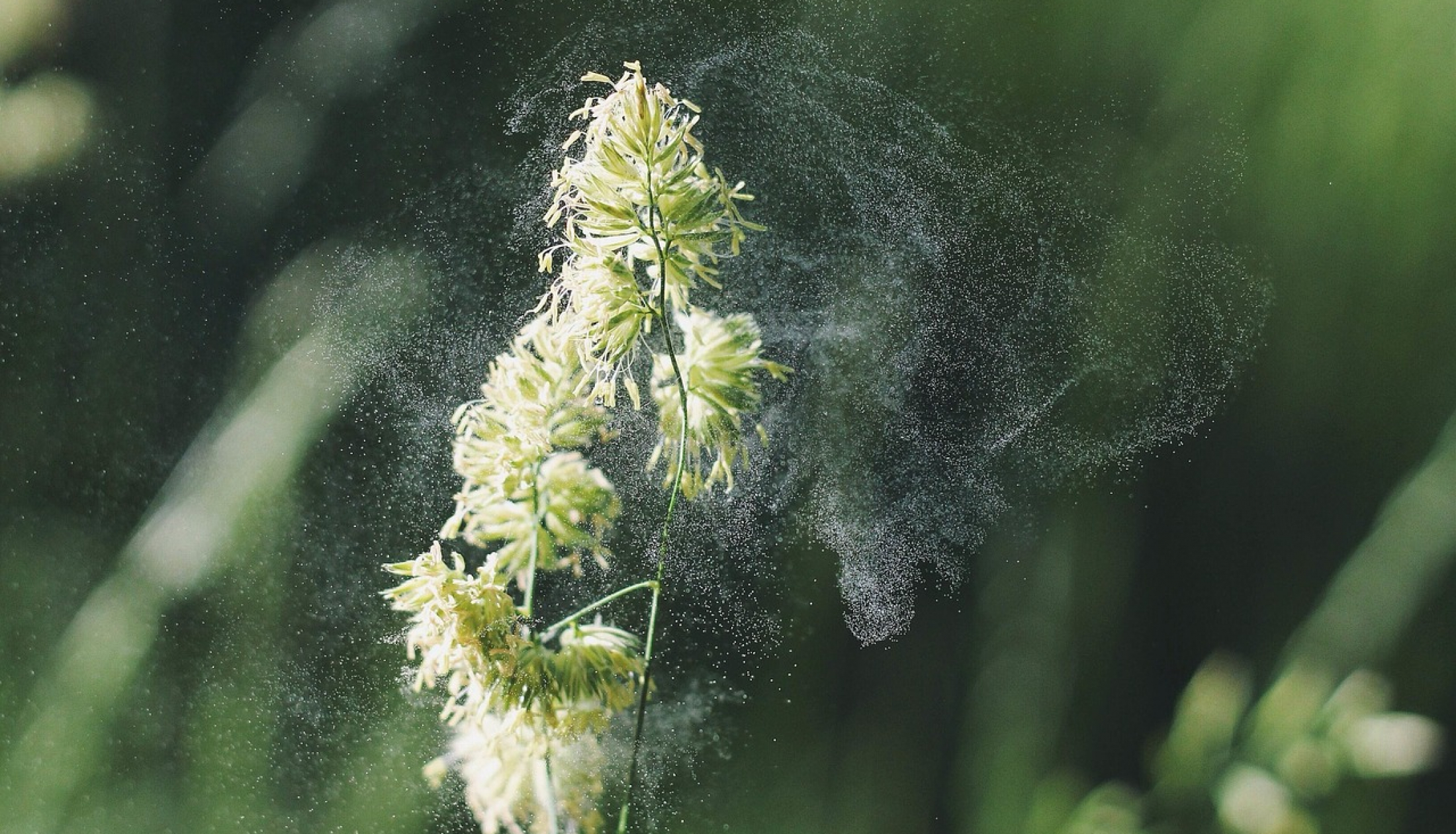 Reducing Pollen and Allergens in Your Home - Barineau Heating and Air ...